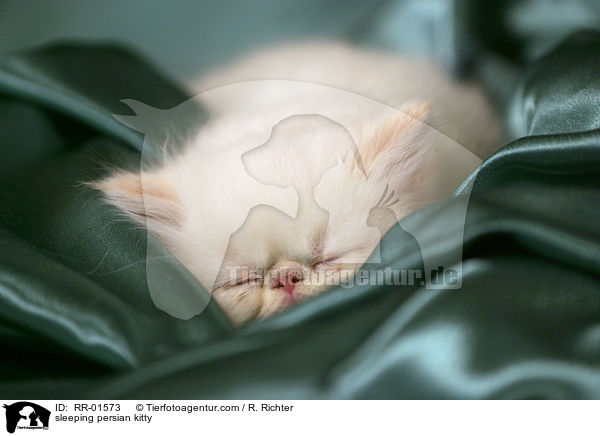 sleeping persian kitty / RR-01573