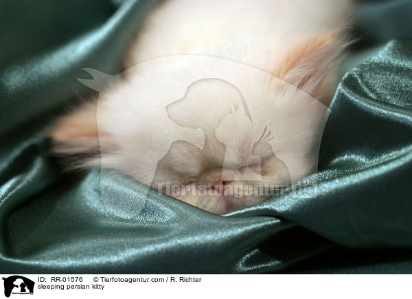 schlafendes Perserktzchen / sleeping persian kitty / RR-01576