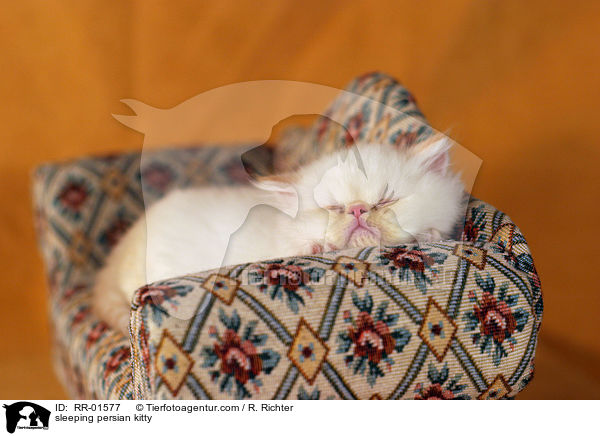 schlafendes Perserktzchen / sleeping persian kitty / RR-01577
