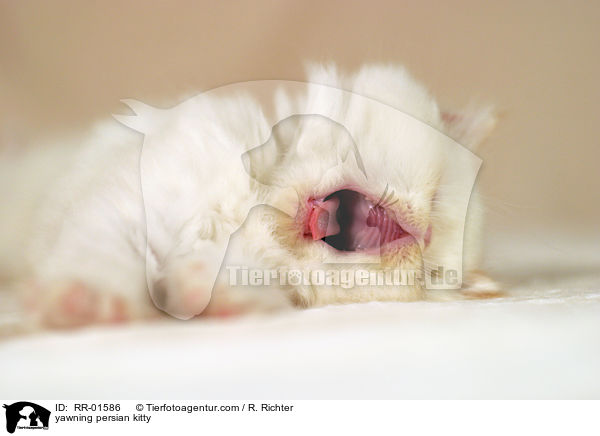 ghnendes Perserktzchen / yawning persian kitty / RR-01586