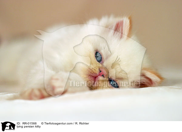 lying persian kitty / RR-01588