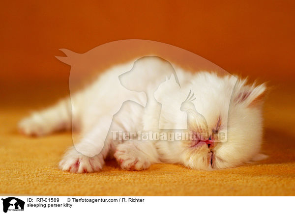 sleeping perser kitty / RR-01589