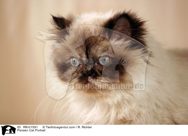 Persian Cat Portrait / RR-01591