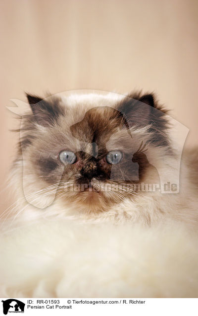 Perserkatze / Persian Cat Portrait / RR-01593