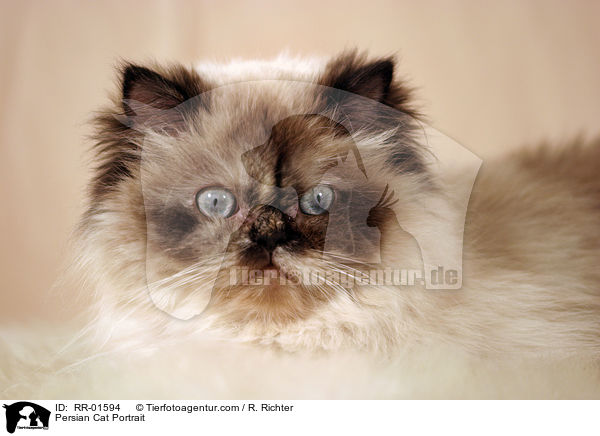 Persian Cat Portrait / RR-01594