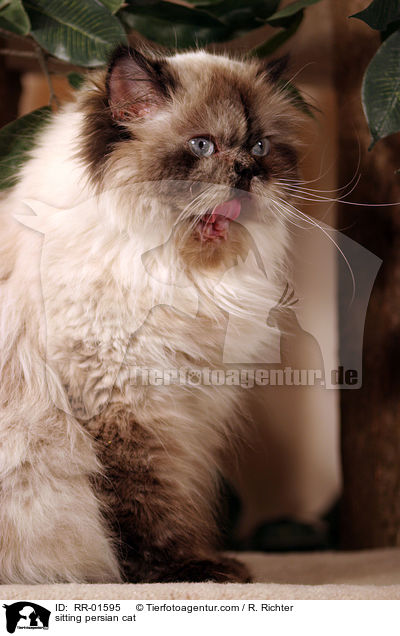 sitting persian cat / RR-01595