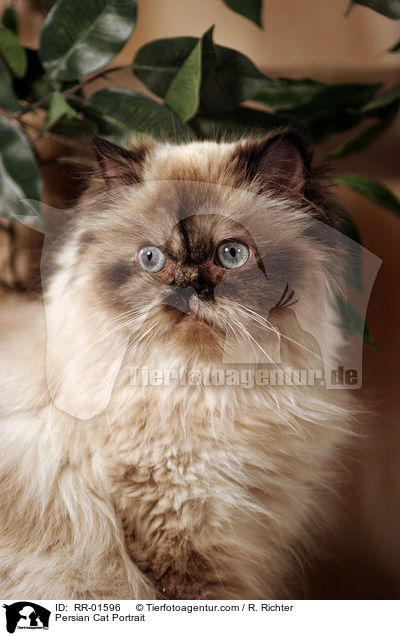 Perserkatze / Persian Cat Portrait / RR-01596