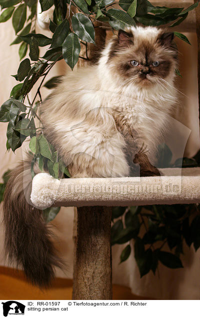 sitting persian cat / RR-01597