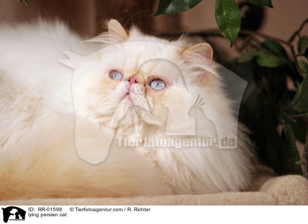 liegende Perserkatze / lying persian cat / RR-01598