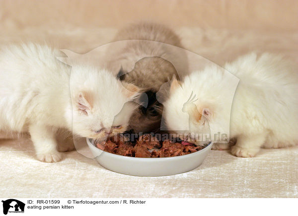 eating persian kitten / RR-01599