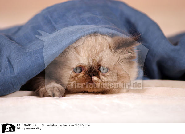 liegendes Perserktzchen / lying persian kitty / RR-01606
