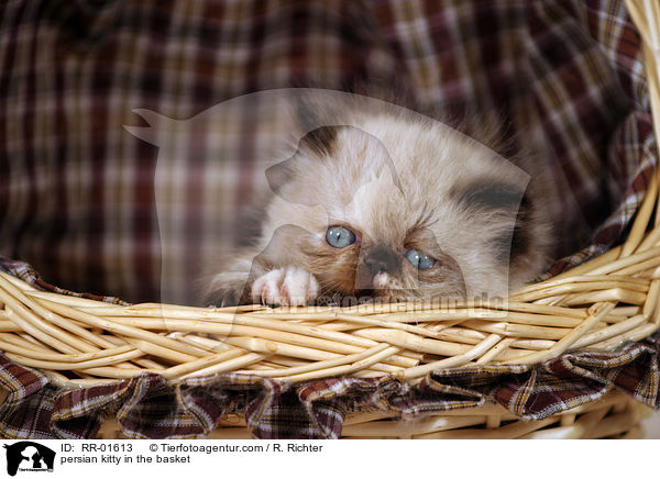 persian kitty in the basket / RR-01613