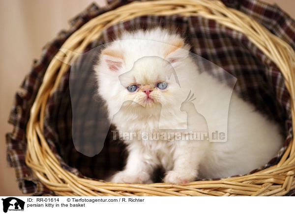 Perserktzchen im Krbchen / persian kitty in the basket / RR-01614