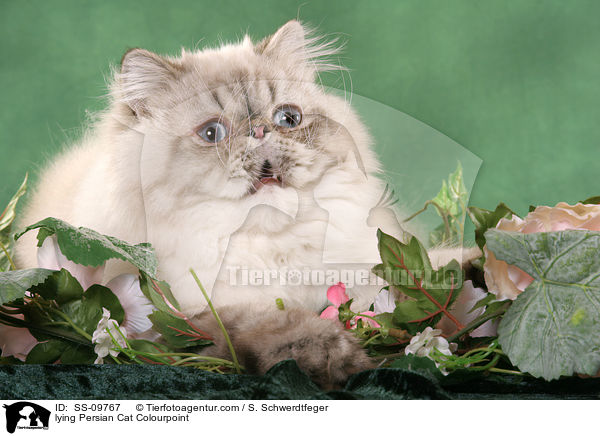 lying Persian Cat Colourpoint / SS-09767