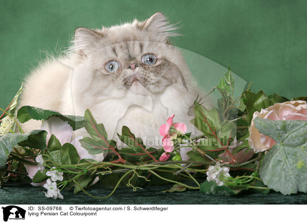 liegende Perser Colourpoint / lying Persian Cat Colourpoint / SS-09768