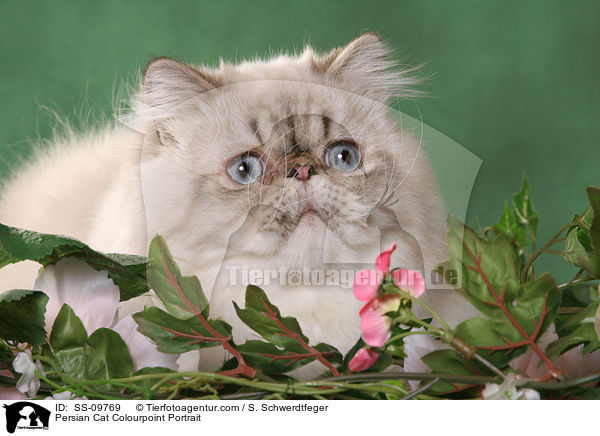 Perser Colourpoint Portrait / Persian Cat Colourpoint Portrait / SS-09769