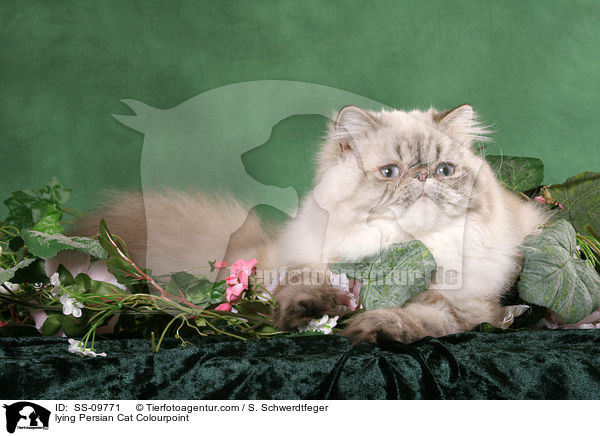 lying Persian Cat Colourpoint / SS-09771