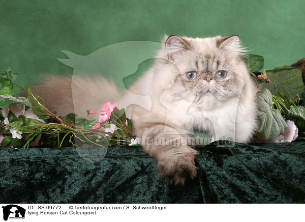 lying Persian Cat Colourpoint / SS-09772