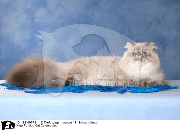 liegende Perser Colourpoint / lying Persian Cat Colourpoint / SS-09773