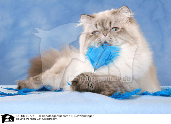 playing Persian Cat Colourpoint / SS-09775