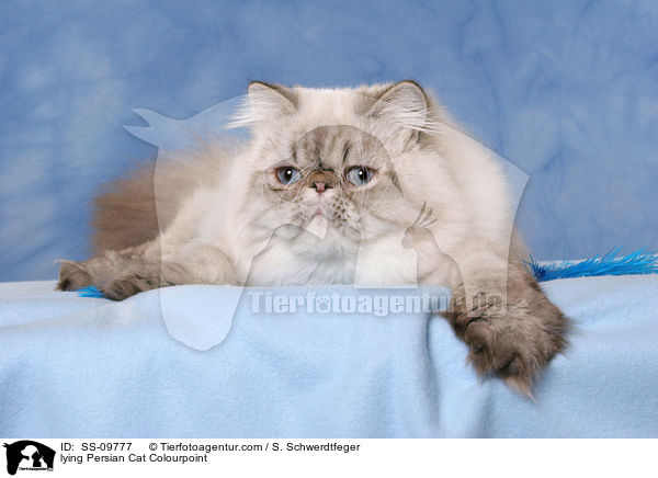 liegende Perser Colourpoint / lying Persian Cat Colourpoint / SS-09777