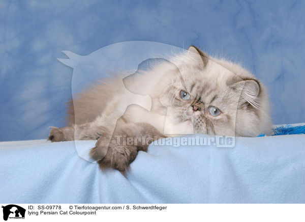 liegende Perser Colourpoint / lying Persian Cat Colourpoint / SS-09778