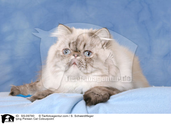 lying Persian Cat Colourpoint / SS-09780