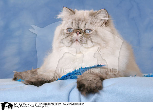 lying Persian Cat Colourpoint / SS-09781