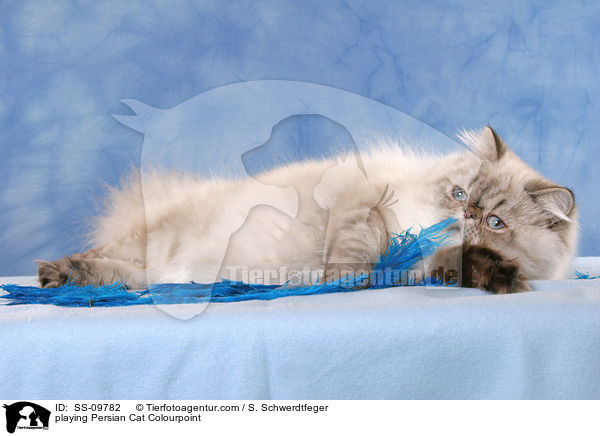 spielende Perser Colourpoint / playing Persian Cat Colourpoint / SS-09782