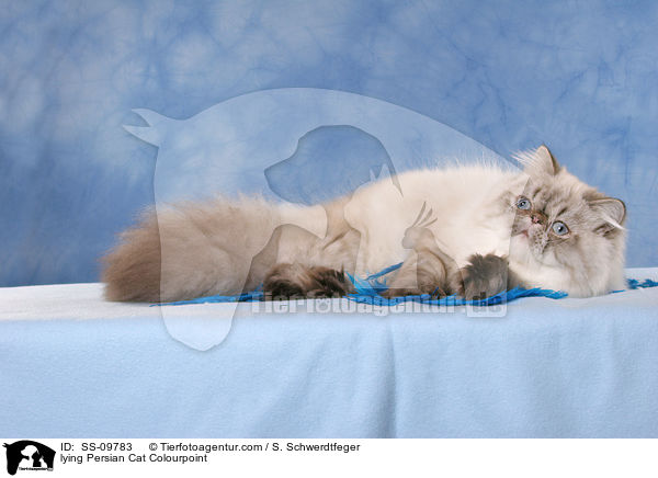 liegende Perser Colourpoint / lying Persian Cat Colourpoint / SS-09783