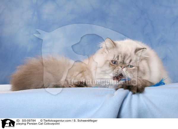 spielende Perser Colourpoint / playing Persian Cat Colourpoint / SS-09784