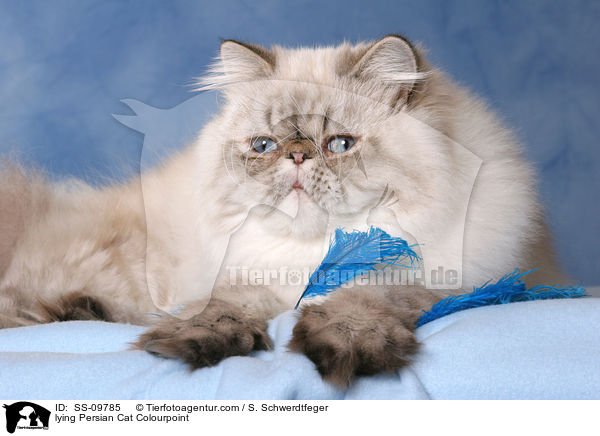 liegende Perser Colourpoint / lying Persian Cat Colourpoint / SS-09785