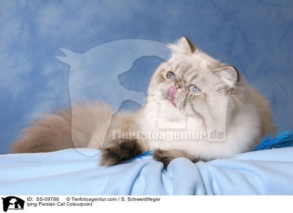 liegende Perser Colourpoint / lying Persian Cat Colourpoint / SS-09788