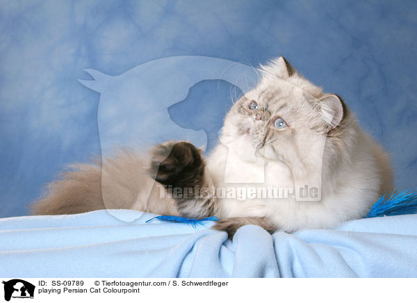 spielende Perser Colourpoint / playing Persian Cat Colourpoint / SS-09789