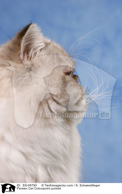 Persian Cat Colourpoint portrait / SS-09790