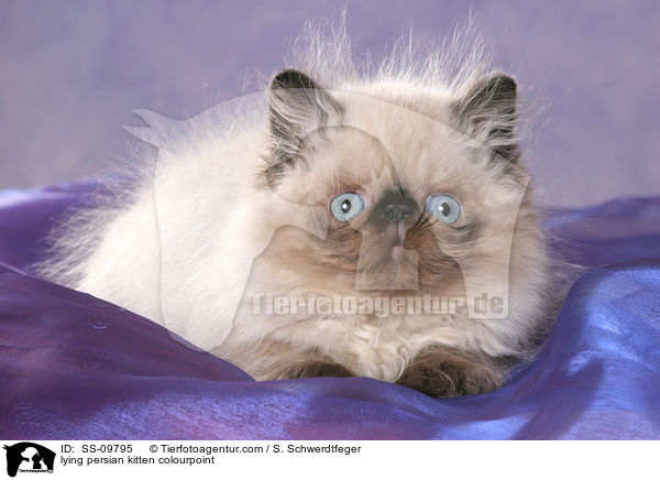 liegendes Perser Colourpoint Ktzchen / lying persian kitten colourpoint / SS-09795
