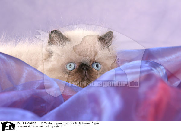 persian kitten colourpoint portrait / SS-09802