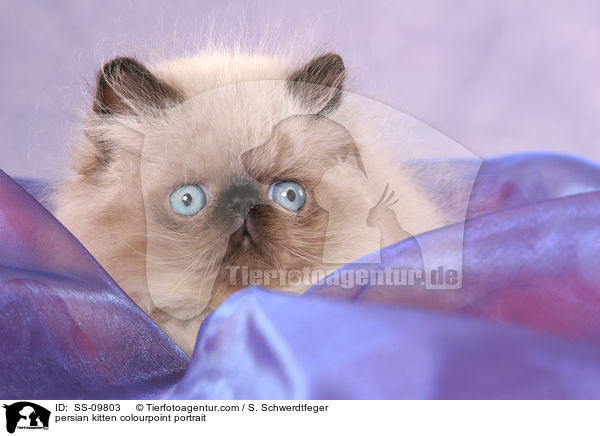 persian kitten colourpoint portrait / SS-09803