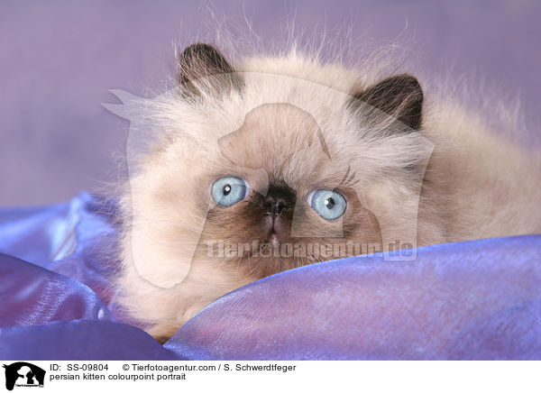 Perser Colourpoint Ktzchen im Portrait / persian kitten colourpoint portrait / SS-09804