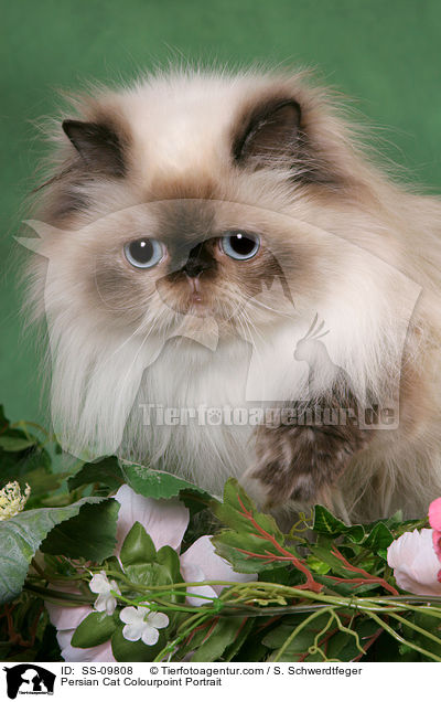 Persian Cat Colourpoint Portrait / SS-09808