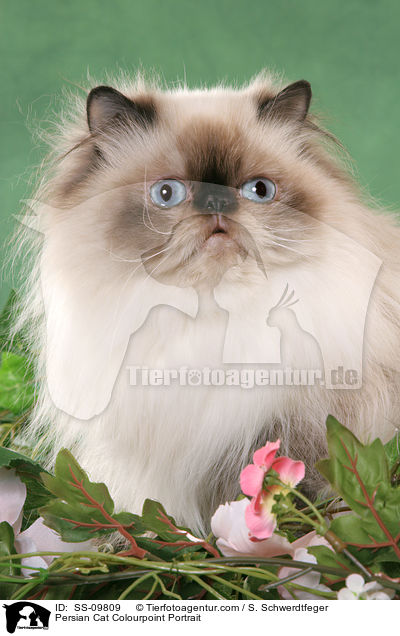 Persian Cat Colourpoint Portrait / SS-09809