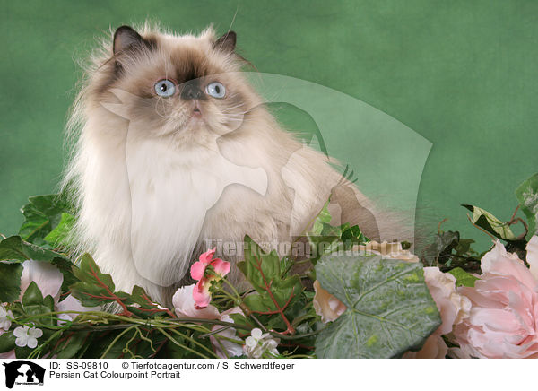 Persian Cat Colourpoint Portrait / SS-09810
