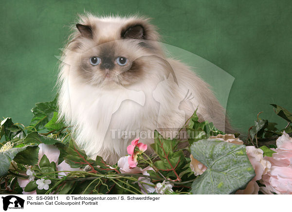 Persian Cat Colourpoint Portrait / SS-09811