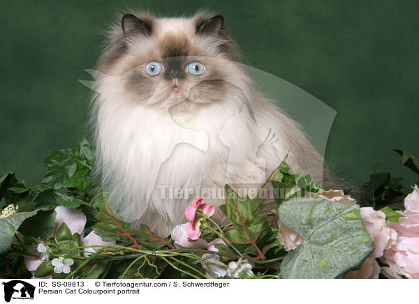 Persian Cat Colourpoint portrait / SS-09813