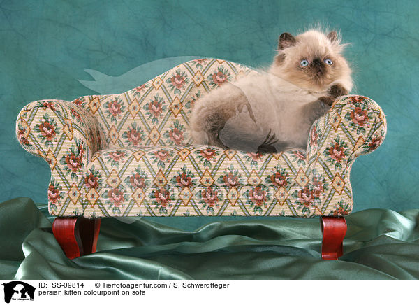 persian kitten colourpoint on sofa / SS-09814