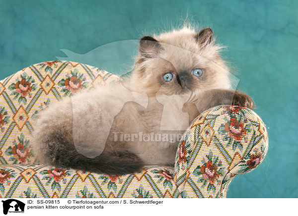 persian kitten colourpoint on sofa / SS-09815