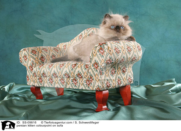 persian kitten colourpoint on sofa / SS-09816