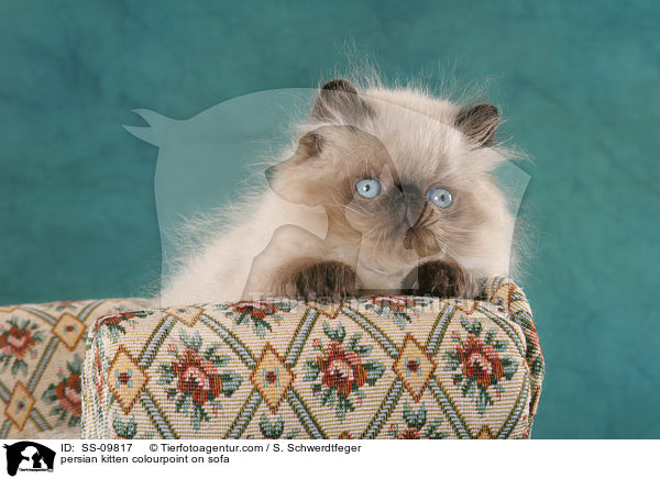 persian kitten colourpoint on sofa / SS-09817