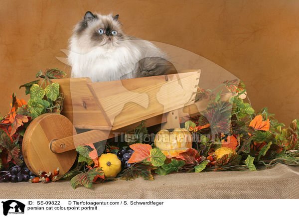 persian cat colourpoint portrait / SS-09822