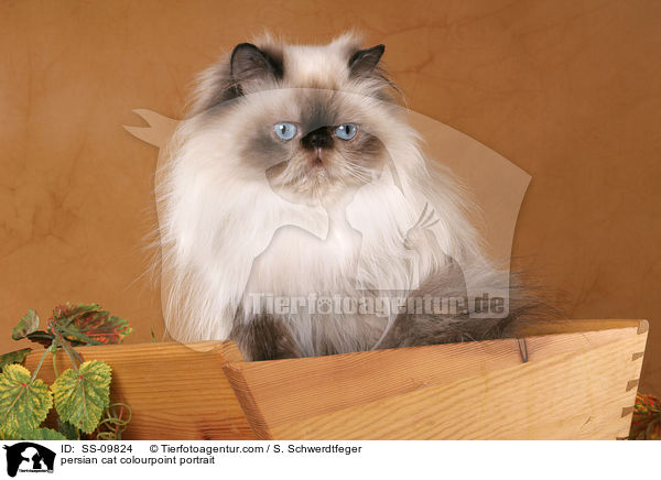 persian cat colourpoint portrait / SS-09824